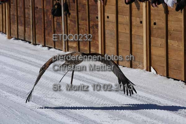 ET0Q0232 prot